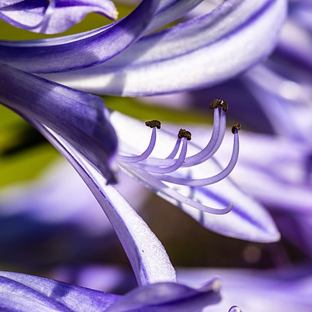 東加豆作家工作紀錄: 紫色百子蓮的花    (維基 2022年9月16日 每日一圖片) *延伸創作* (東加豆)